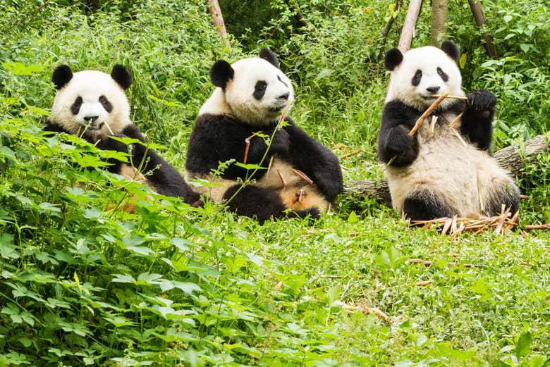 Tour por Chengdu e Reserva de Pandas - Reserve em Civitatis.com