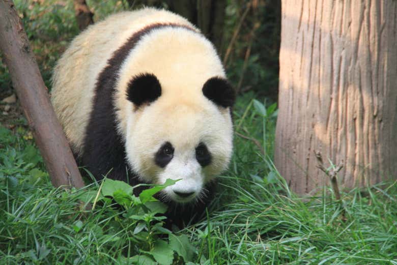 Cuanto Pesa Un Oso Panda Adulto
