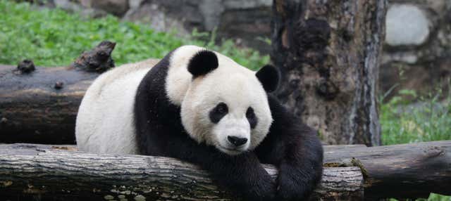 Voluntariado en la reserva de pandas de Dujiangyan