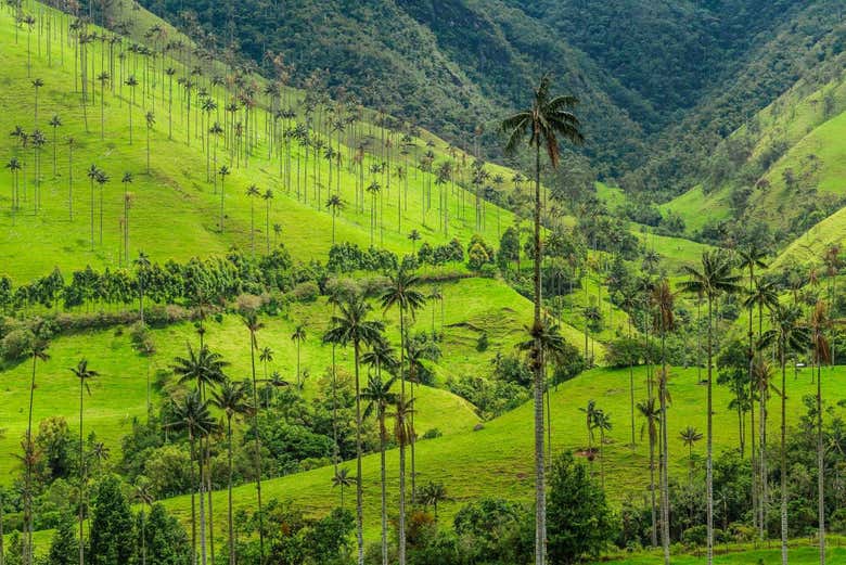 Excursión a Salento y Valle de Cocora desde Armenia