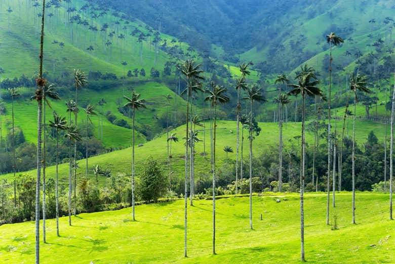 Excursión a Filandia, Salento y Valle de Cocora desde Armenia