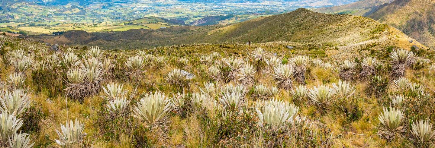 Excursión al Páramo Chingaza
