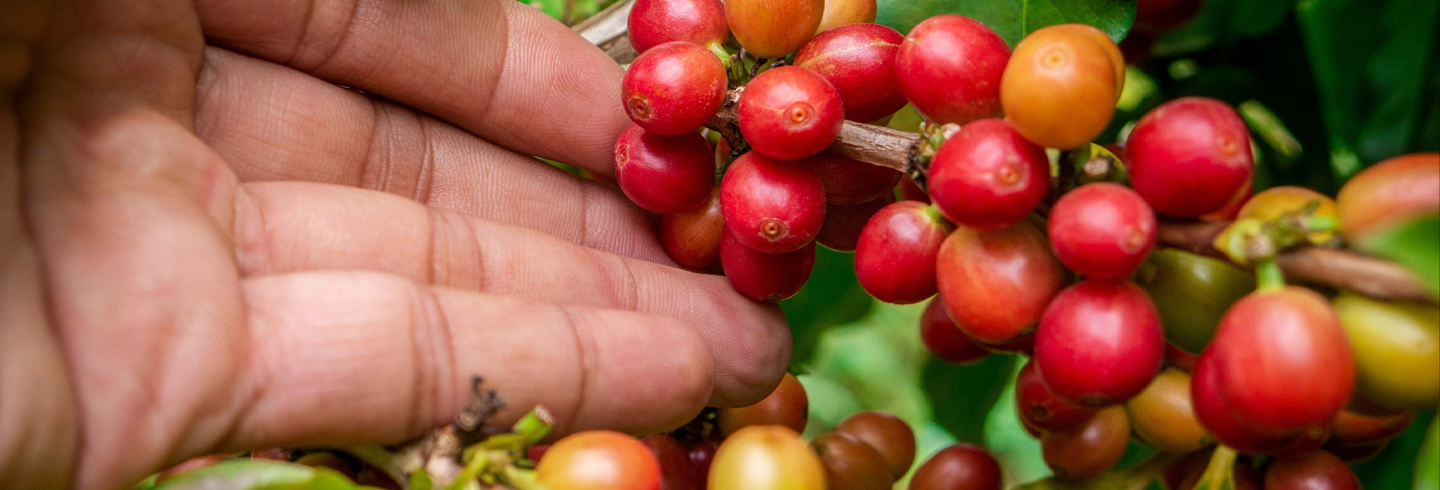 Excursión a los cafetales colombianos
