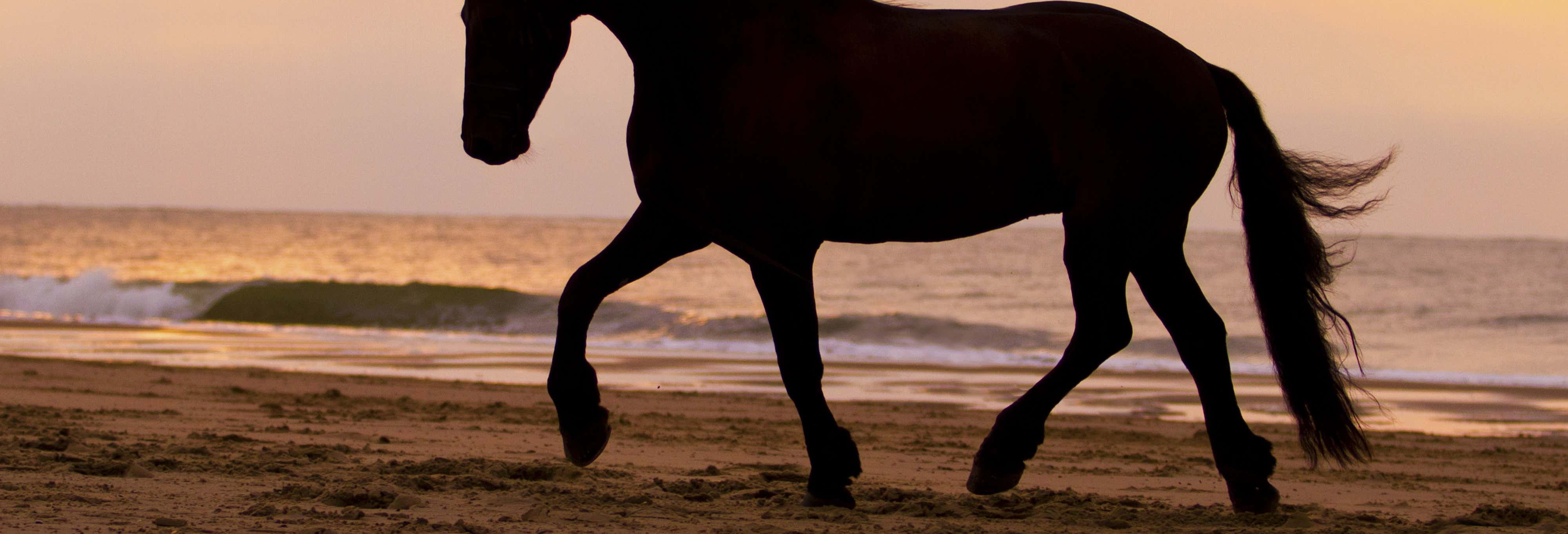 Paseo a caballo por la playa + Rancho tradicional