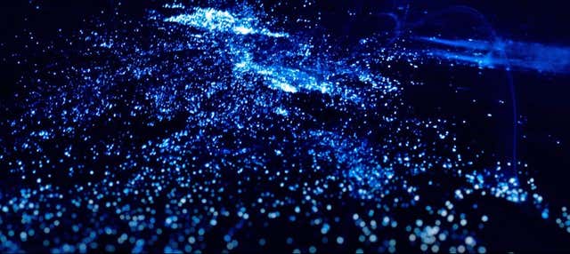 Excursion au plancton bioluminescent