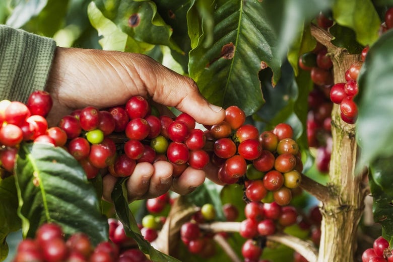 Tour suroeste antioqueño, Ruta aroma de café, Medellín