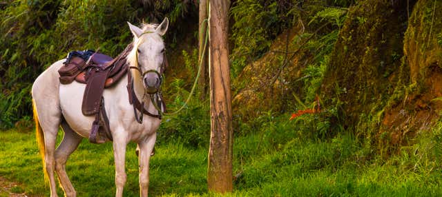 Paseo a caballo con música por las fondas de Caldas