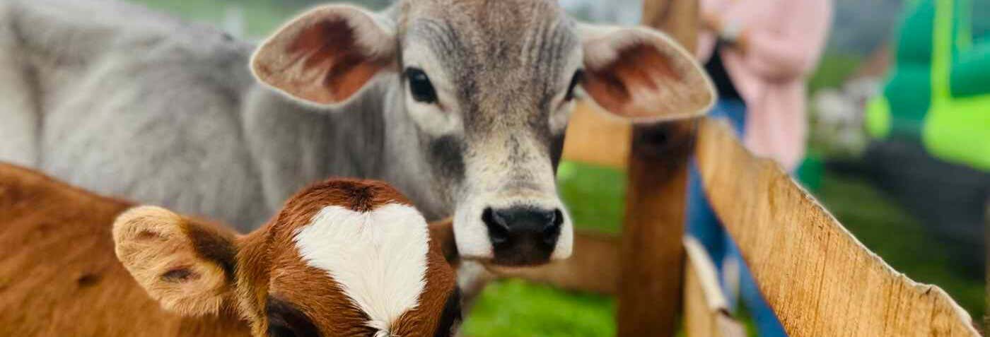Tour de la leche por Antioquia
