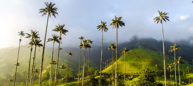 Excursión a Salento y Valle de Cocora