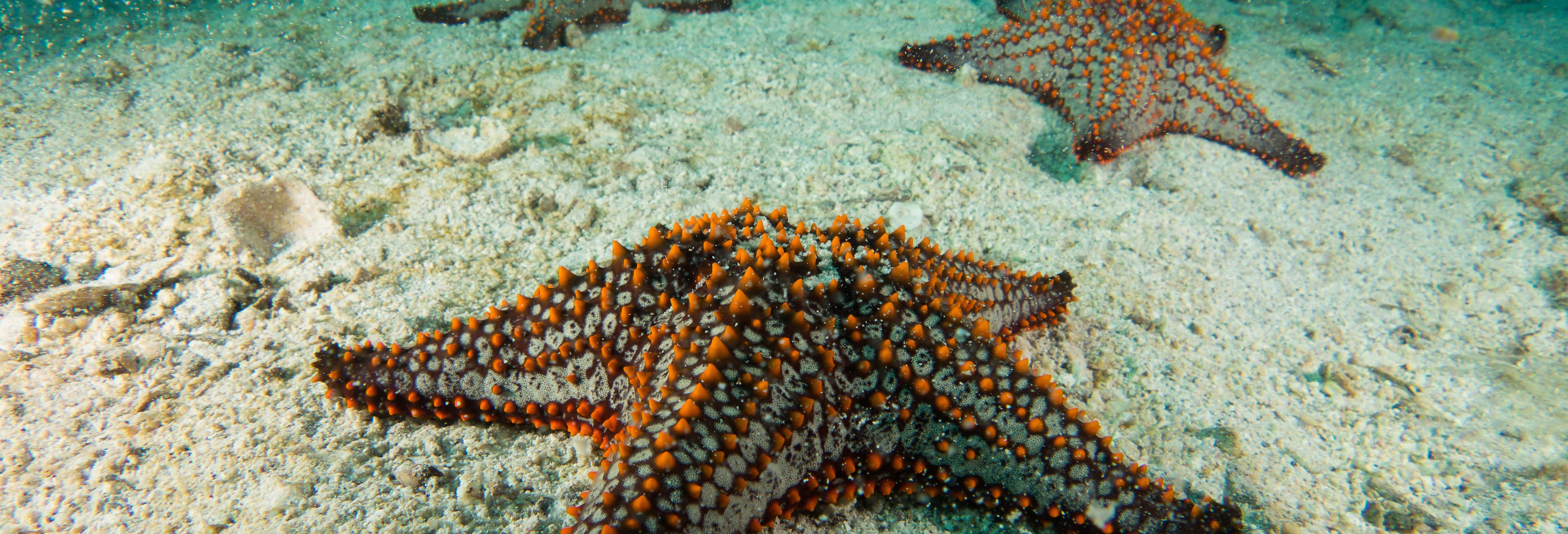 Seawalker en San Andrés