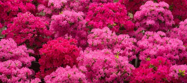 Ingresso do Camellia Hill