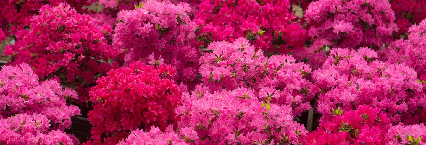Billet pour Camellia Hill