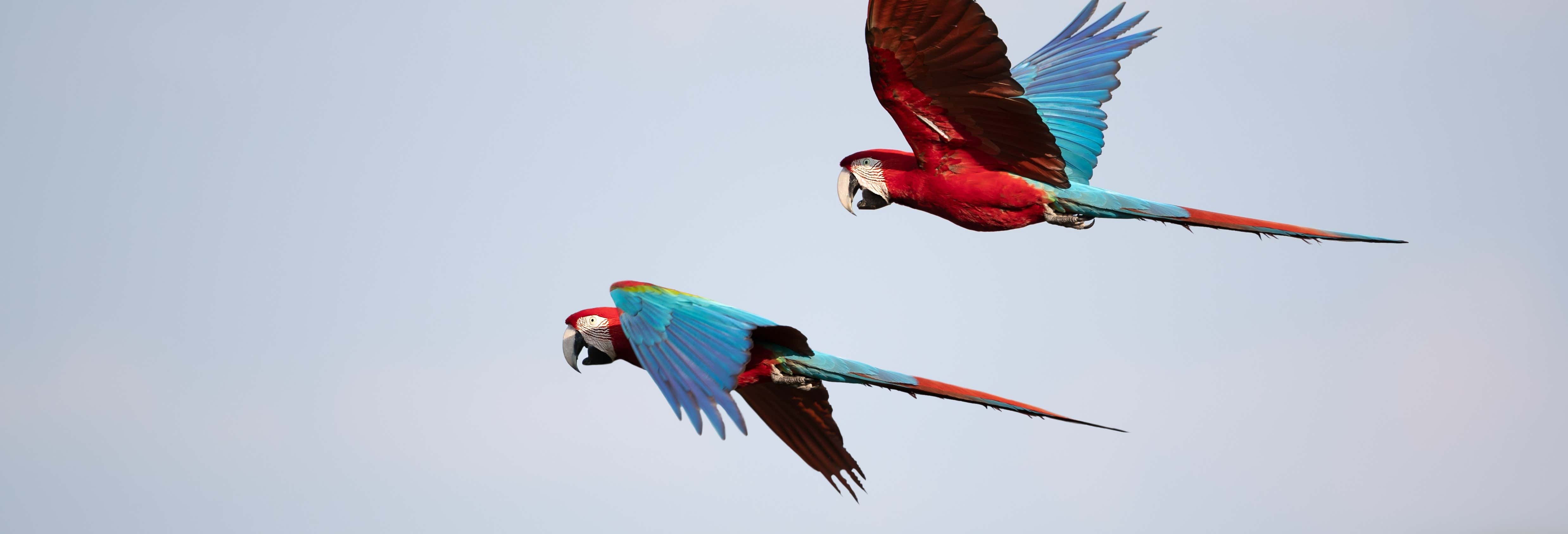 Avistamiento de aves en la finca Río Agujitas