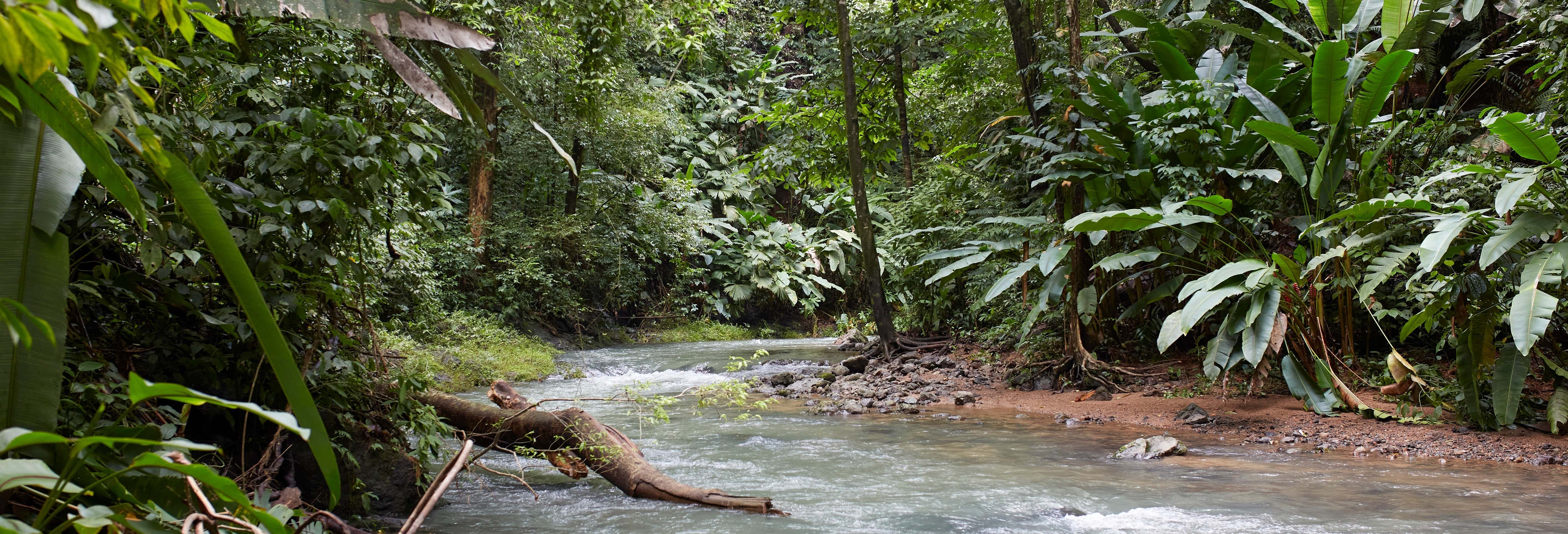 Excursión al Parque Nacional Corcovado