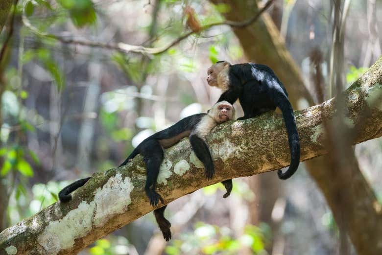 Excursión al Parque Nacional Corcovado desde Bahía Drake