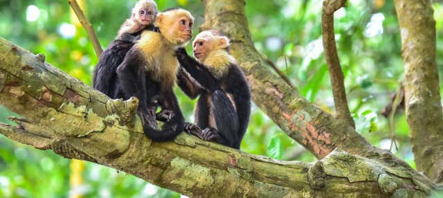 Manuel Antonio National Park Tour