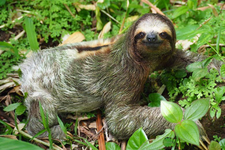 Comment S'appelle La Femelle Du Paresseux Excursion au Parc d'Observation des Paresseux depuis La Fortuna