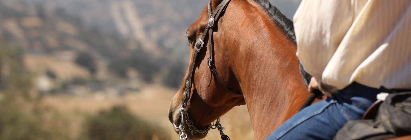 Paseo a caballo por Miramar