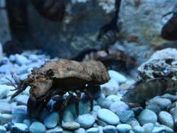 Espèces de l'aquarium