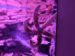 Etoile de mer de l'aquarium