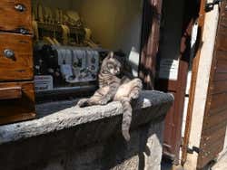 Un gatto di Kotor