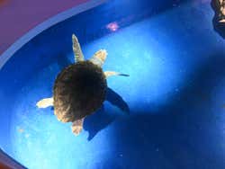 Tortue de mer