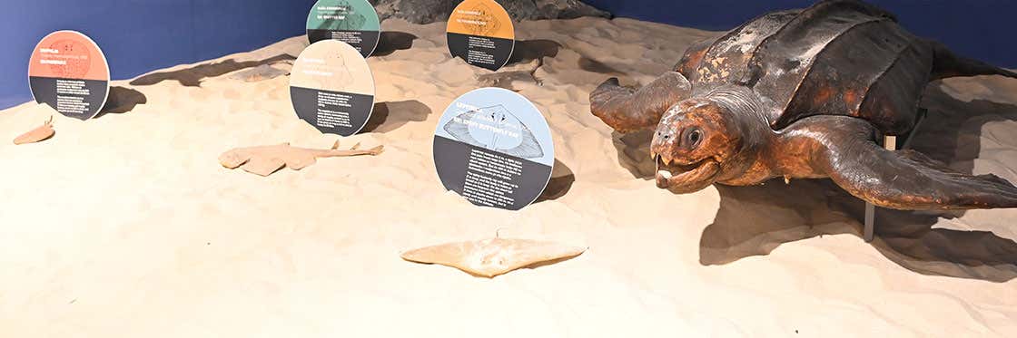 Musée d'histoire naturelle
