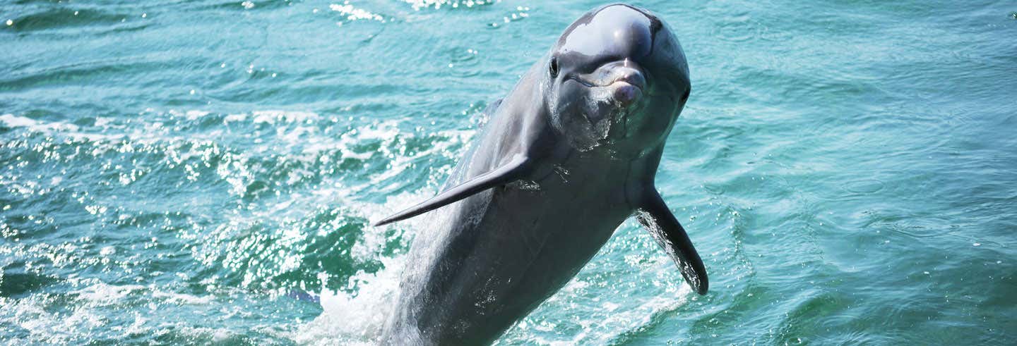 Nado con delfines en Varadero