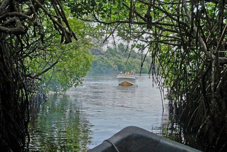 Excursion A La Reserva Ecologica Manglares Churute Desde Guayaquil
