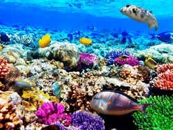 Faire de la plongée dans la mer Rouge