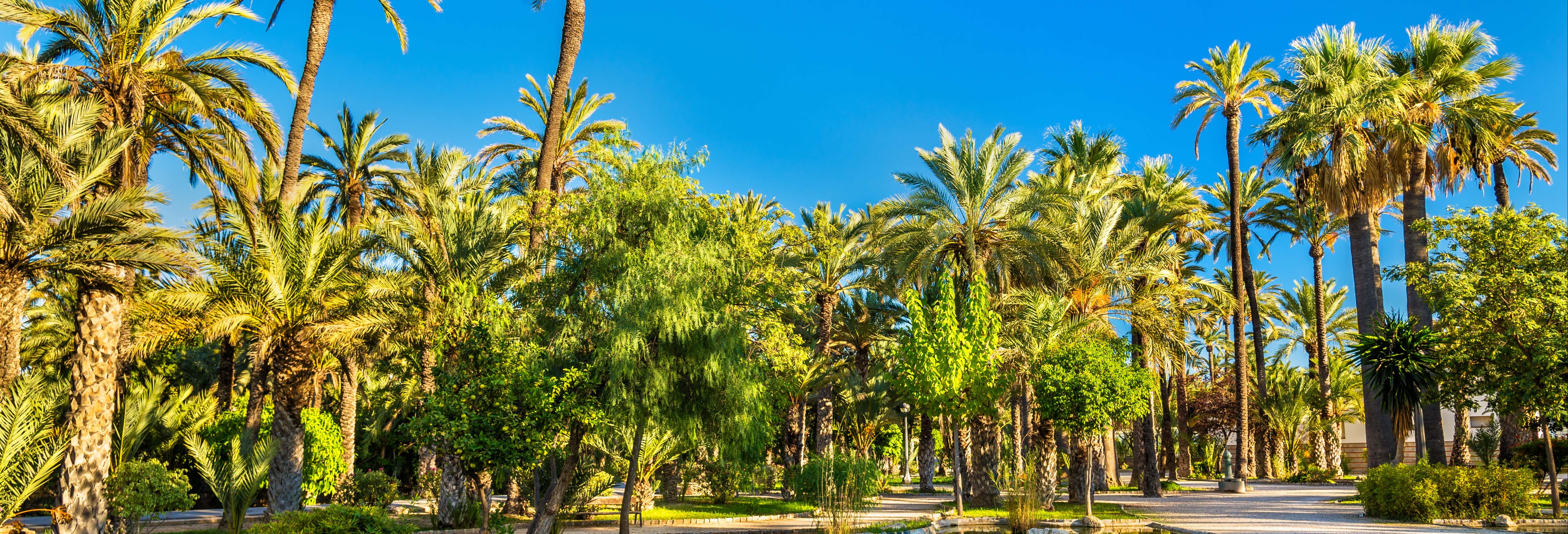 Excursión a Elche y Santa Pola