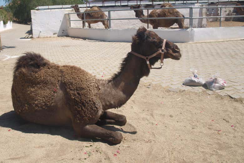 Camel Ride - 