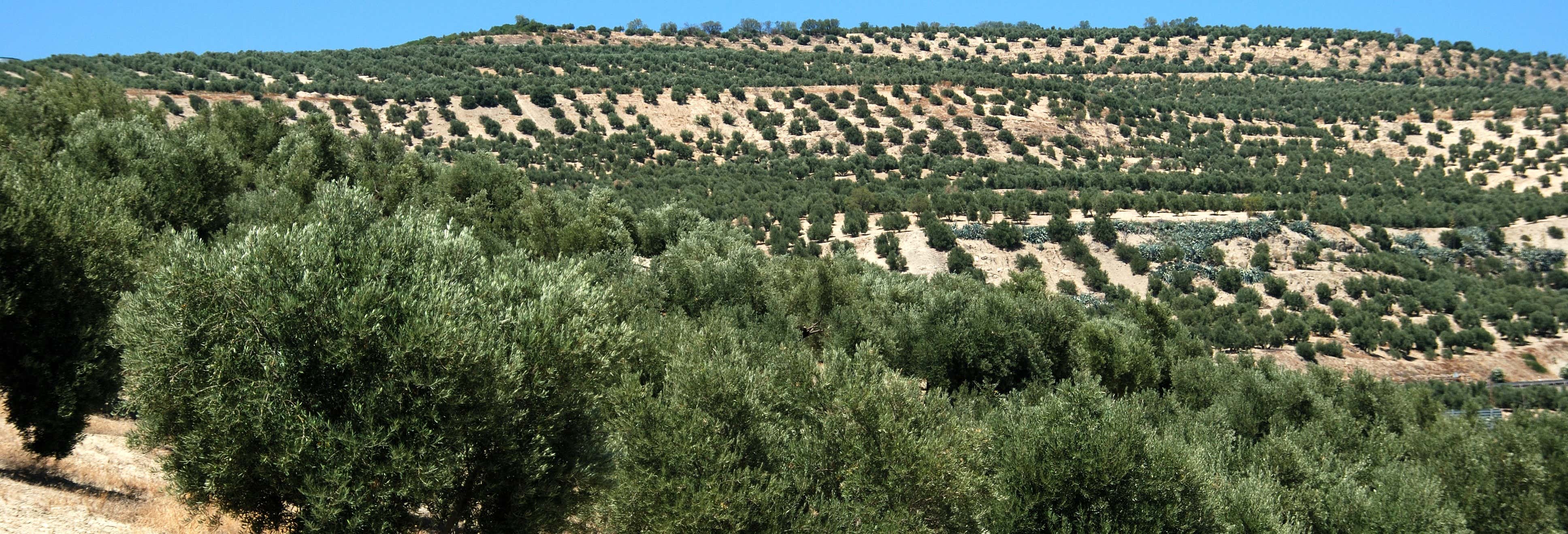 Visita a un olivar ecológico + Cata de aceite