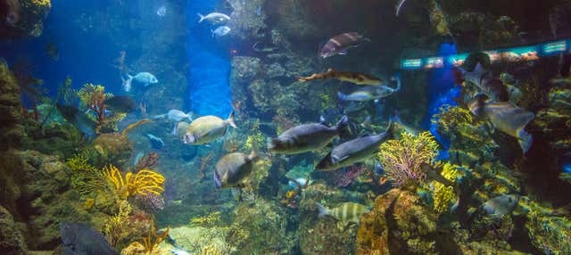 Biglietti per l'Aquàrium di Barcellona