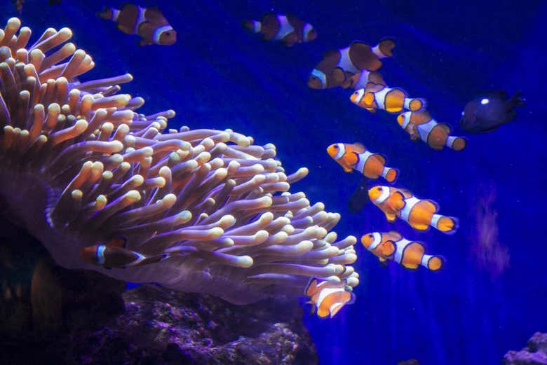 Entrada al Aquarium de Barcelona - Reserva online en ...