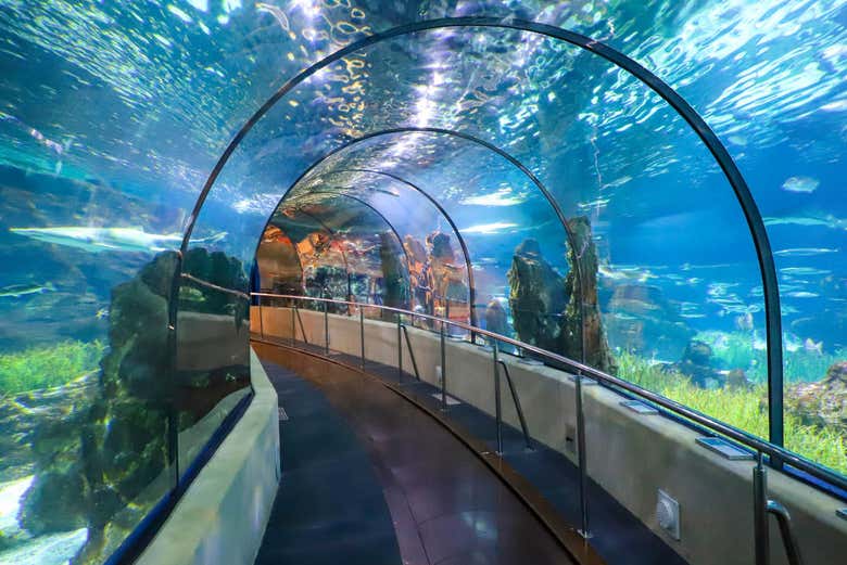 Tunel Transparente Aquarium 