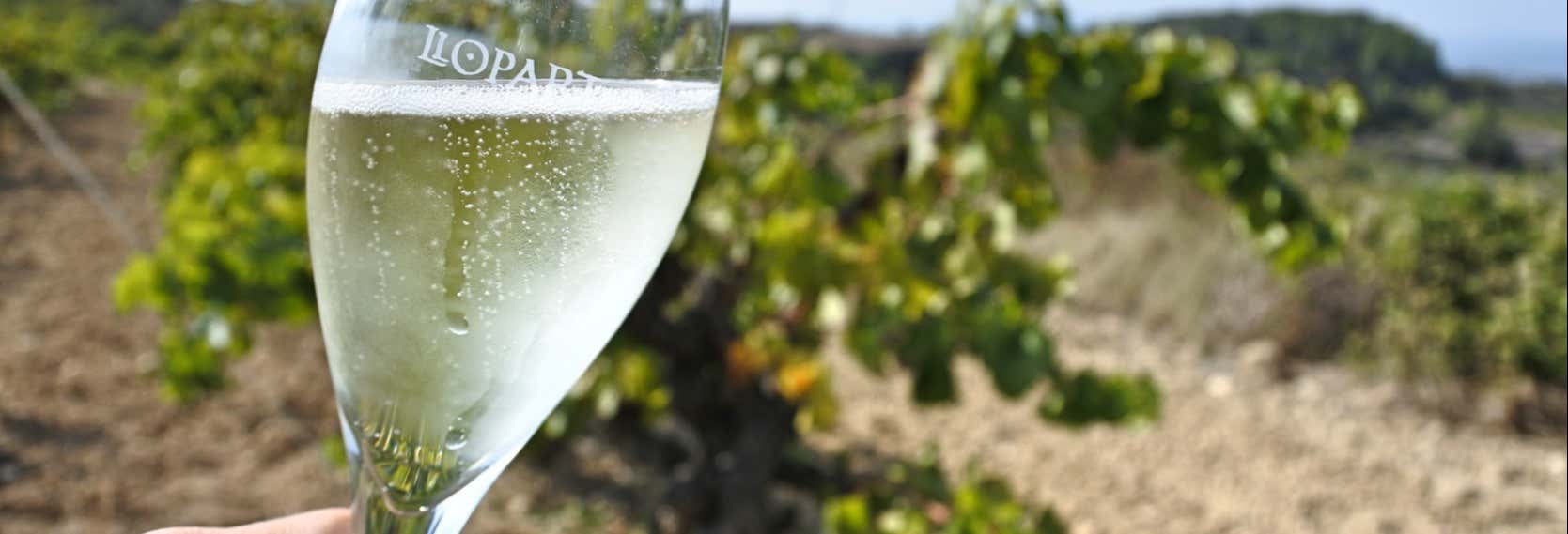 Tour por las bodegas del Penedés y cavas Freixenet