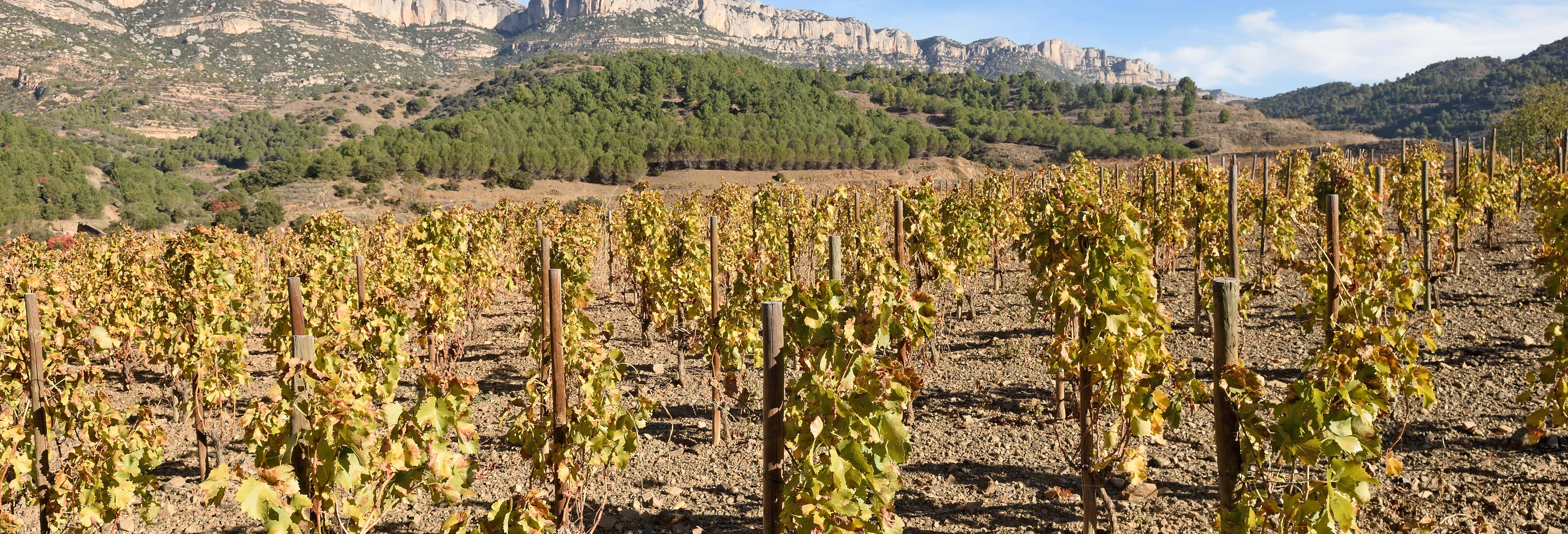 Visita della cantina Celler Cal Menescal