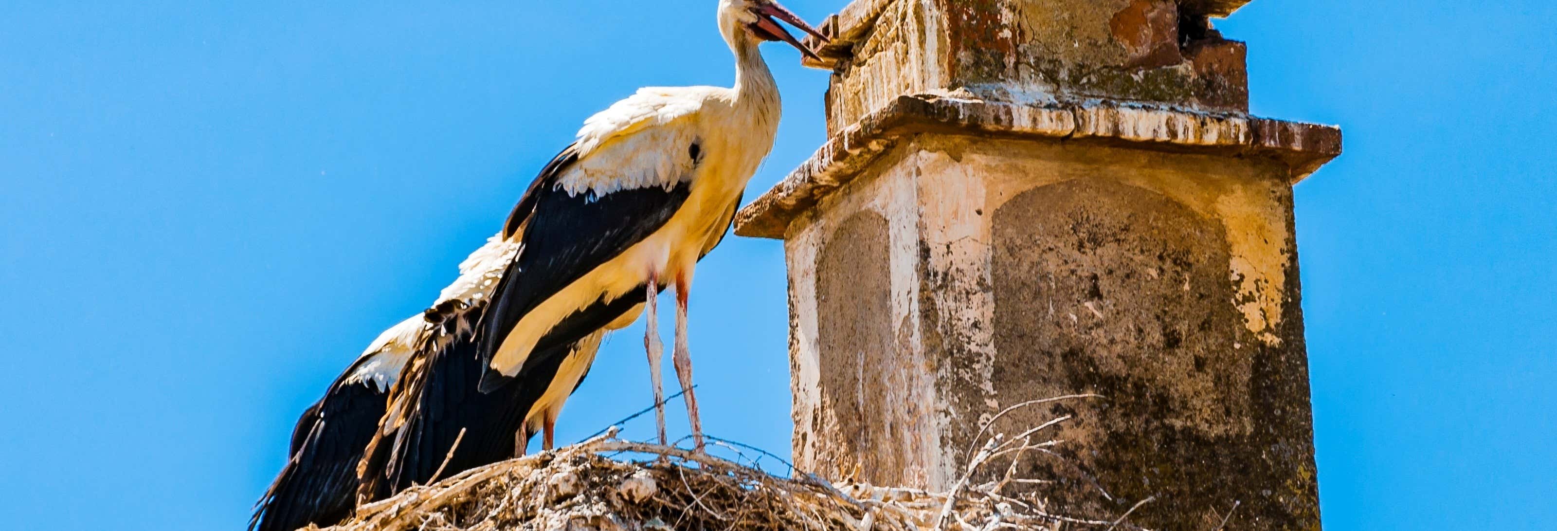 Avistamiento de aves en Extremadura