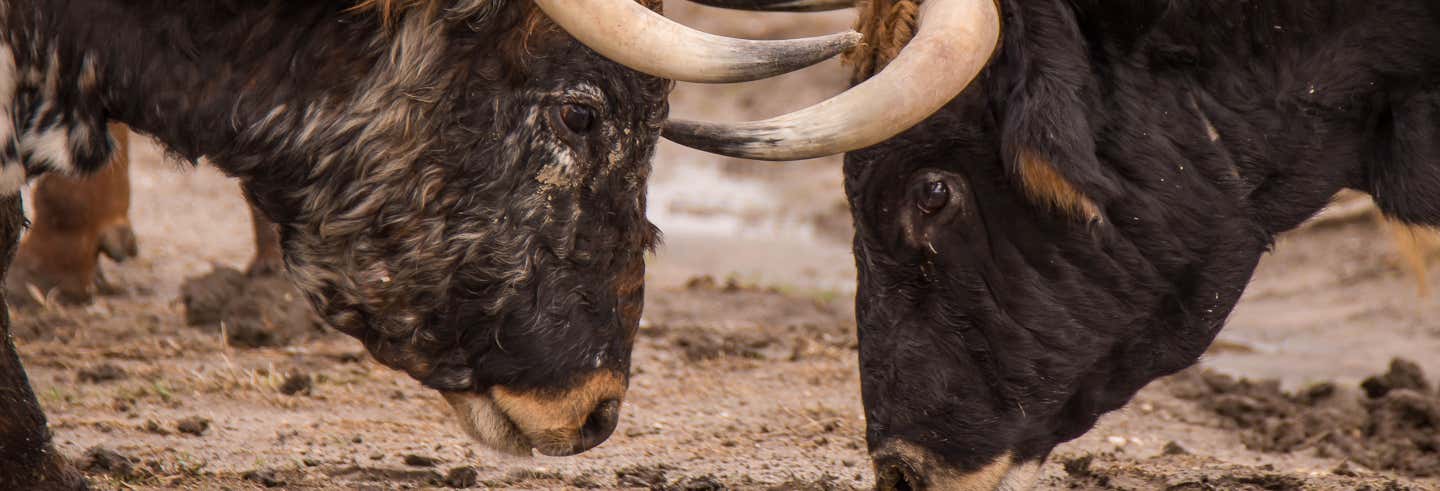 Visita a una ganadería de toros bravos y caballos