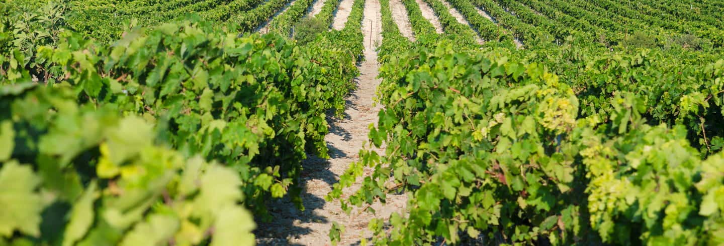 Tour del vino de Jerez