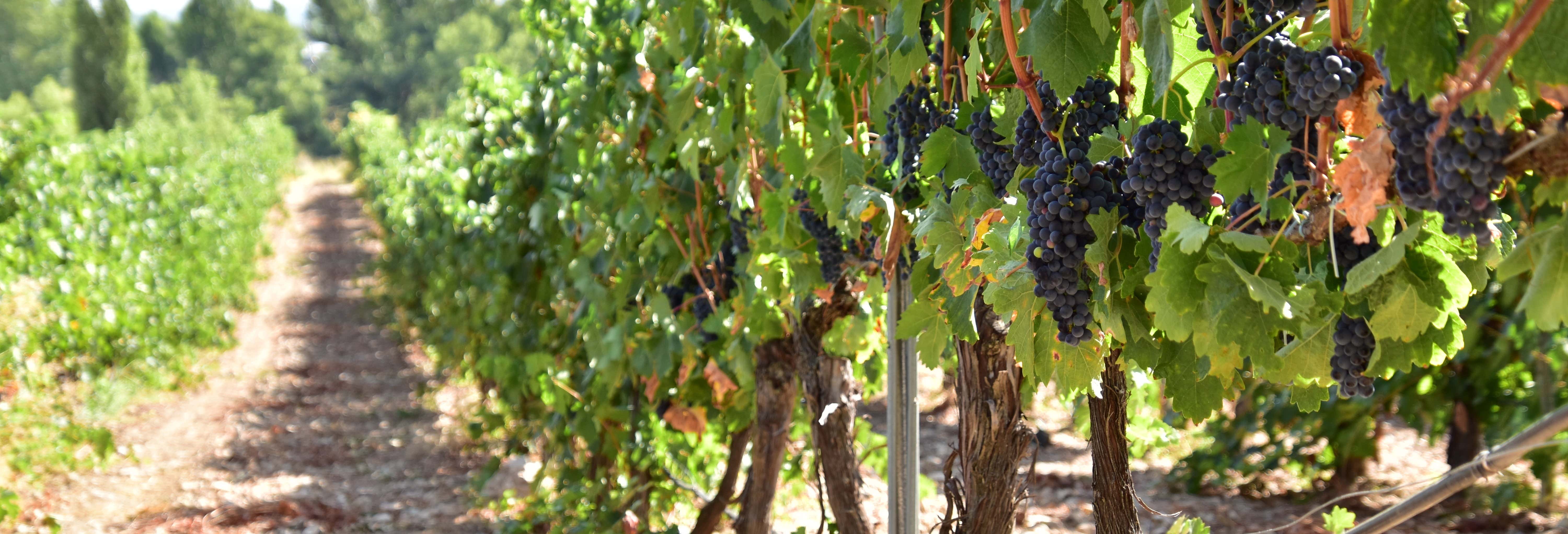 Visita a la bodega Valdelosfrailes