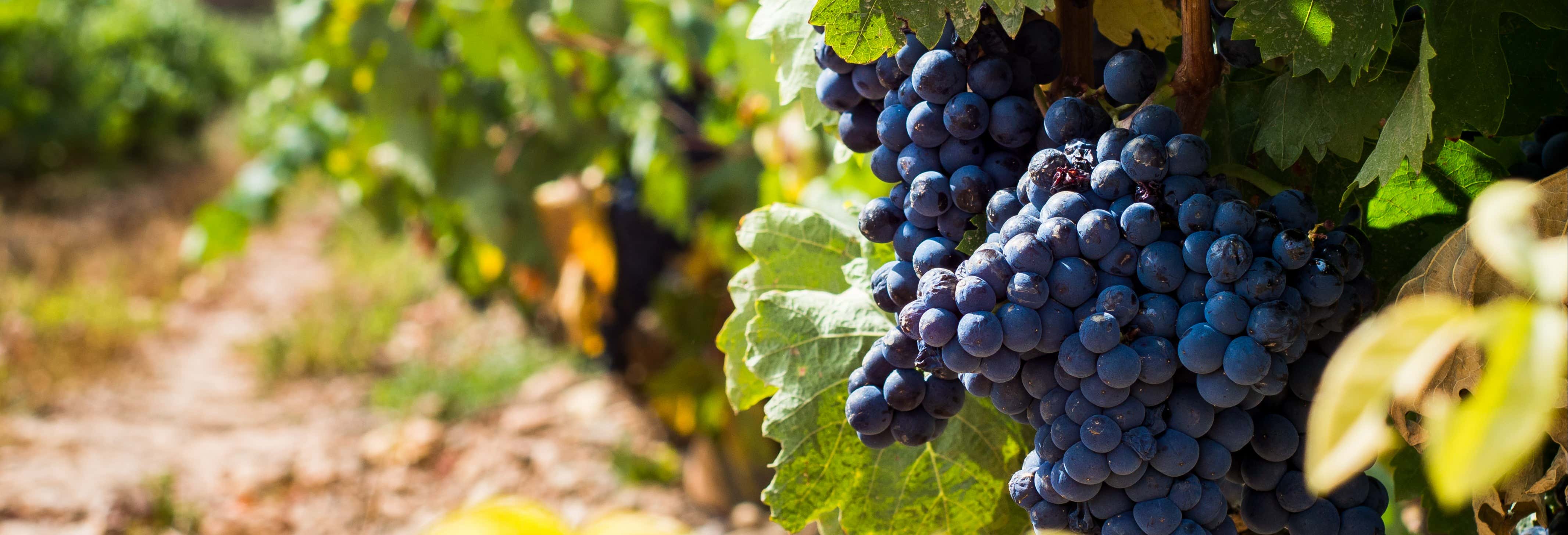 Visita por las bodegas Urbina