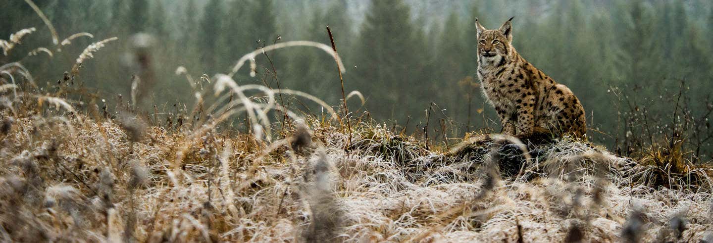 Escursione al Parco Nazionale di Doñana