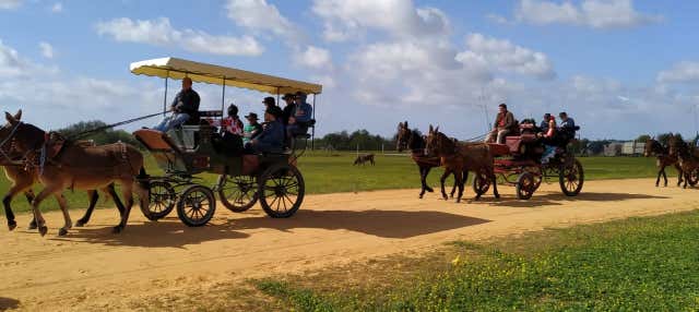 Paseo en carreta por los alrededores de Doñana y El Rocío