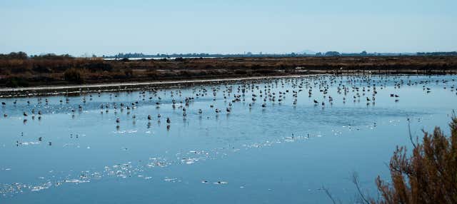Escursione al Parco Nazionale di Doñana