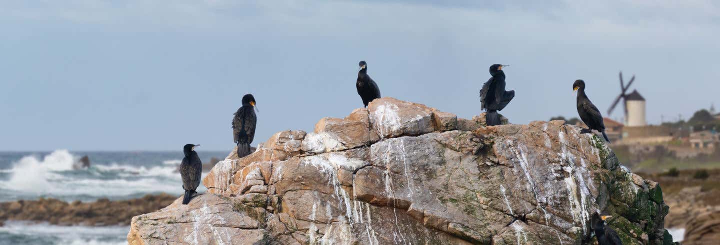 Avistamiento de aves en Foz