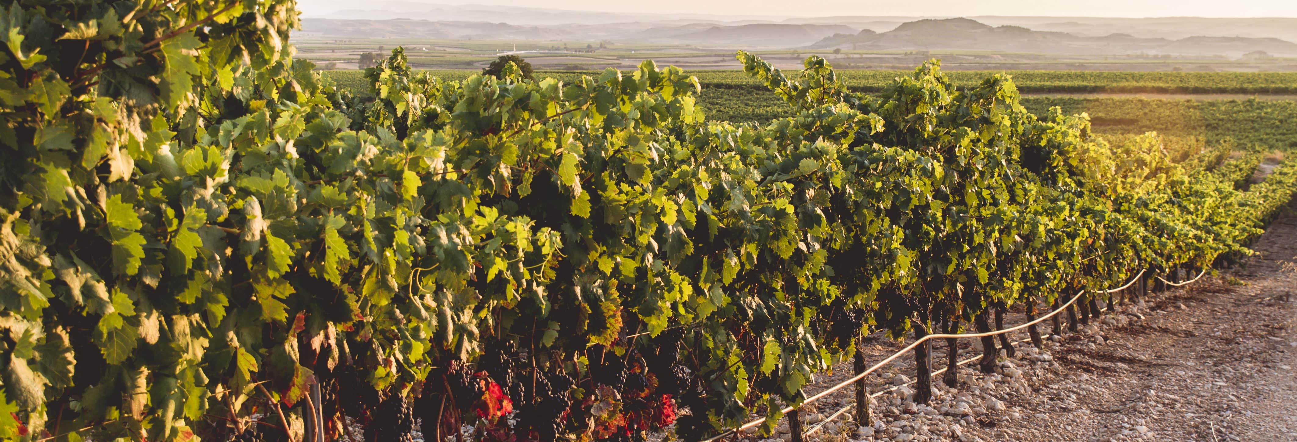 Visita a la bodega Heras Cordón