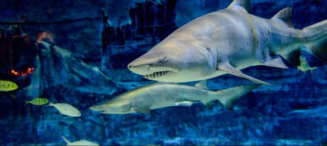 Billet pour l'Aquarium de Gijón