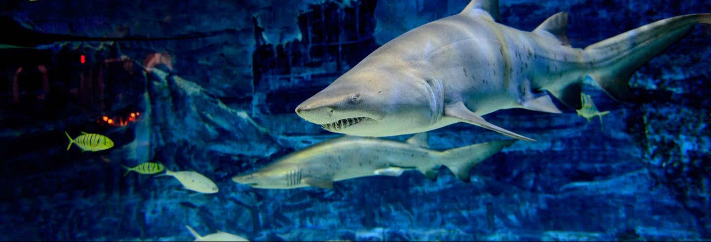 Entrada al Acuario de Gijón